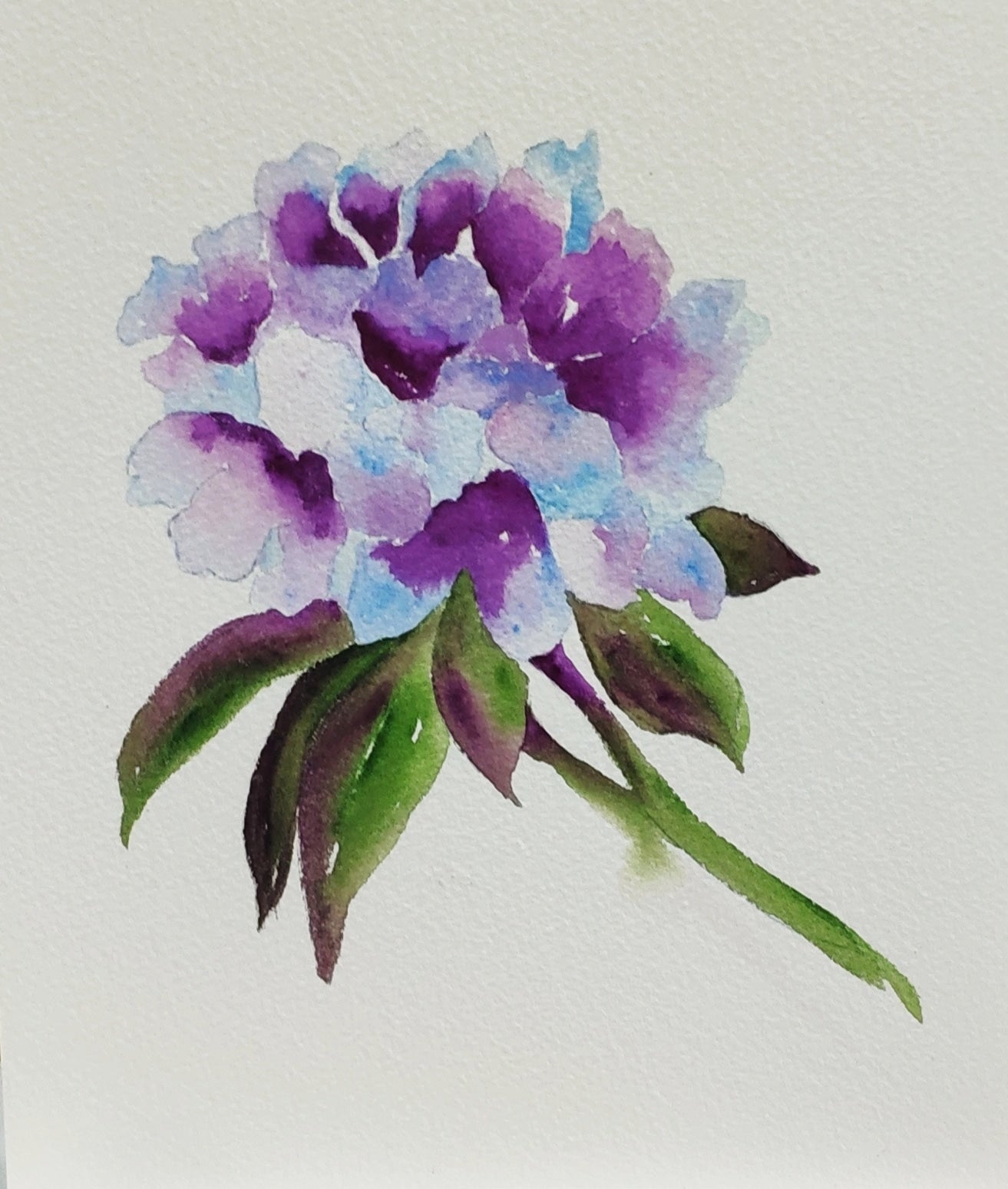 Watercolor Hortensia